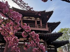 -西安青龙寺遗址景区