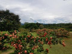 -中国科学院西双版纳热带植物园