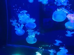 -梦幻海洋王国(吾悦广场张家港店)