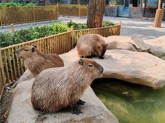 -北京野生动物园