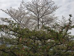 -嘉定紫藤园