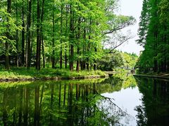 -上海共青森林公园