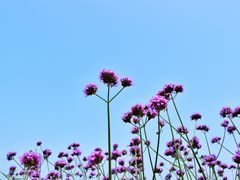 -杭州湾海上花田景区