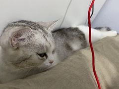 -欣宠猫屋·矮脚拿破仑·蓝金金渐层