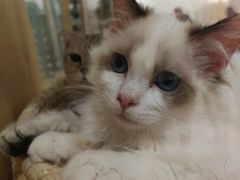 -藏猫猫咖啡主题馆(中央大道店)