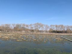 -大兴滨河森林公园