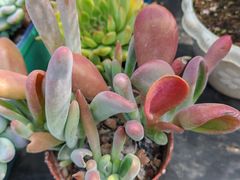 -香炉礁家具市场