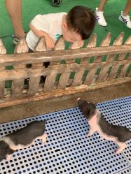 -萌宠亲子动物乐园(槐房万达店)