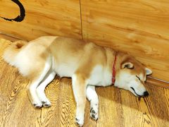 -柴务处·柴犬主题狗咖