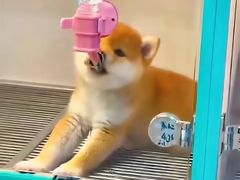 -萌宠之家·腊肠犬·马尔泰·小体犬舍