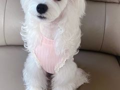 -FAELING PETS美天灵宠物(合生汇店)