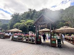 -野象谷景区