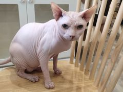 -楼上猫咖(罗湖店)