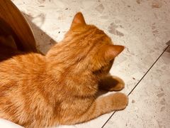 -飞行喵MR PILOT|猫舍·猫咖(静安大融城店)