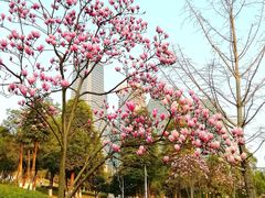 -重庆市江北嘴中央商务区中央公园