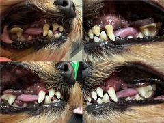 -帕帕拉兹宠物(亚洲旗舰店)