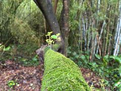 -开平碉楼文化旅游区马降龙景区