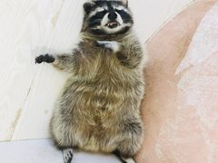-浣熊柯尔鸭土拨鼠·电玩咖