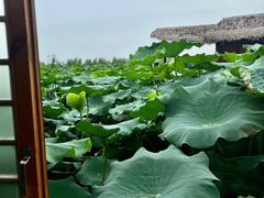 -池杉湖湿地公园