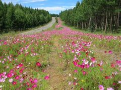 -塞罕坝国家级自然保护区