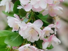 -海棠花溪(元大都城垣遗址公园)