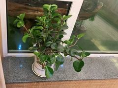 -中苑海韵