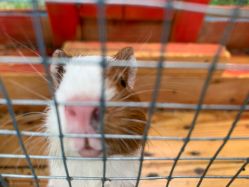 -萌宠亲子动物乐园(槐房万达店)