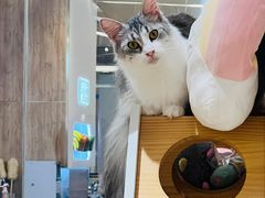 -1013 PET SHOP精品宠物商店(丁香店)