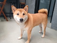 -柚下次·关东煮