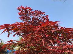 -铁山坪森林公园