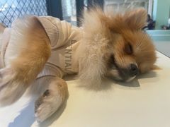 -怪兽屋·羊驼·猫咖·狗咖(俊华广场店)