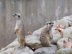 -上海野生动物园