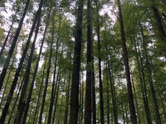 -山王坪喀斯特国家生态公园