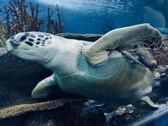 -上海海洋水族馆