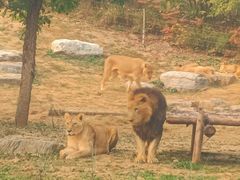 -北京野生动物园