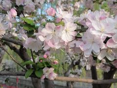 -海棠花溪(元大都城垣遗址公园)