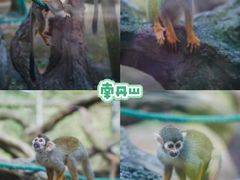 -南丹山森林王国
