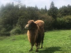 -武陵山森林公园