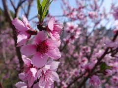-南汇桃花村