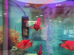 -雅悦齿科(顾村公园店)