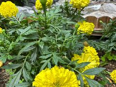 -小五台金河景区