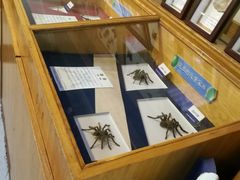 -上海大自然野生昆虫馆(东方明珠·爬宠昆虫探索中心)