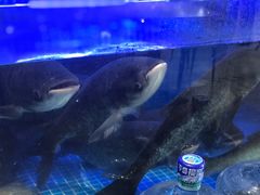 -姜君·千岛湖鱼头馆(浦东大道店)
