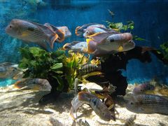 -沙沙哗啦海洋馆(华宇百花谷店)