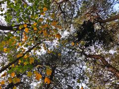 -铁山坪森林公园