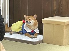 -逗柴咖啡屋·狗咖猫咖宠物桌游