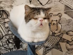 -猫小院猫主题餐厅(三里屯店)