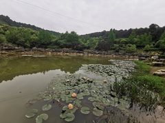 -铁山坪森林公园