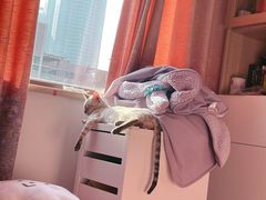 -宠爱国际动物医院· 猫科· 外科·中兽医(长白店)