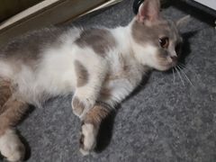 -猫色咖啡·猫咖